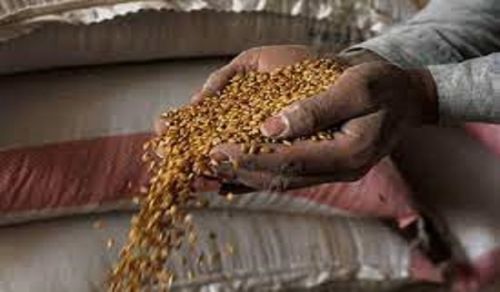 Self-Sufficiency in Grains in Yemen will not be Achieved under the Shade of Capitalism and its Tools